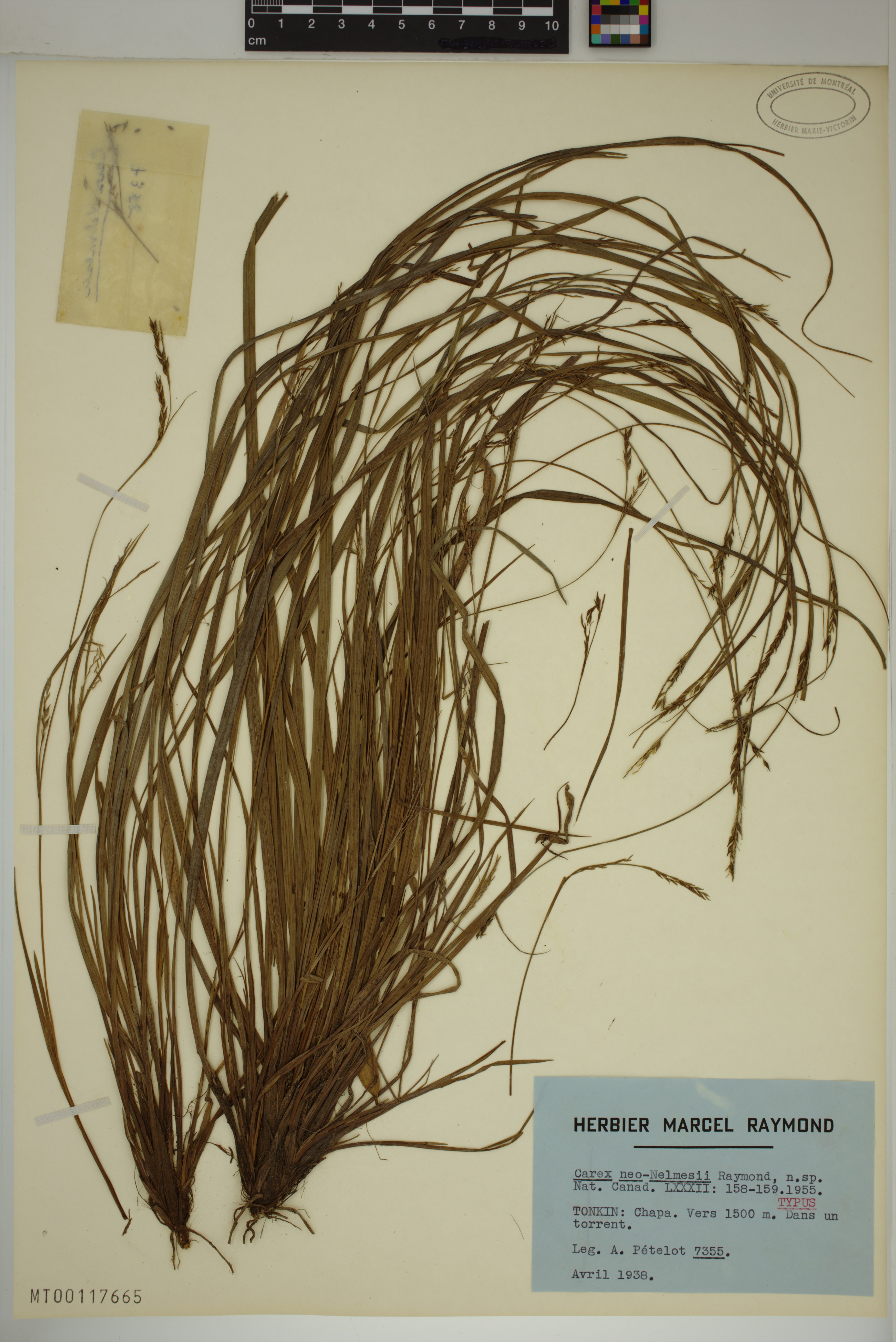 Carex neonelmesii — ảnh 2
