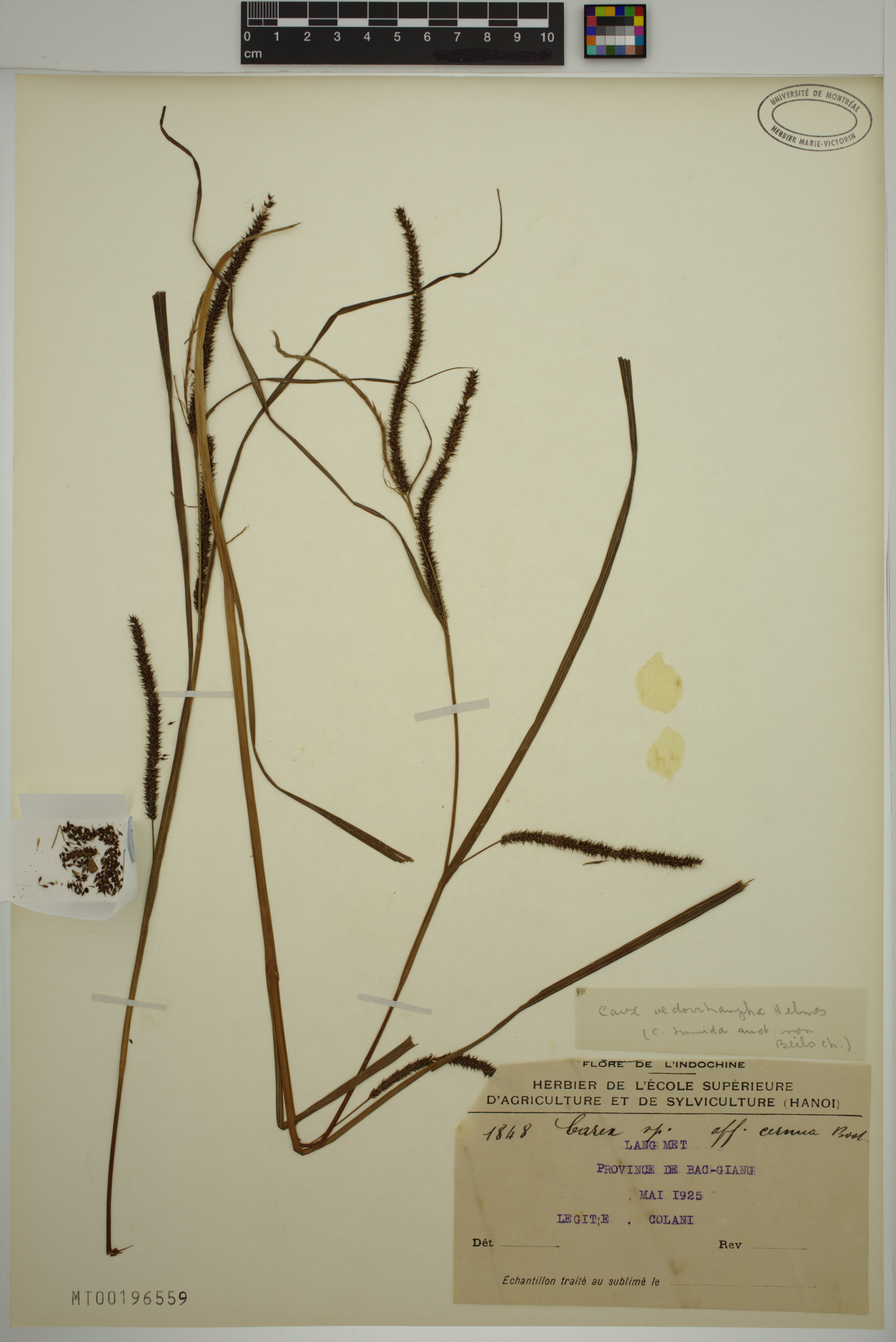 Carex tumida — ảnh 3