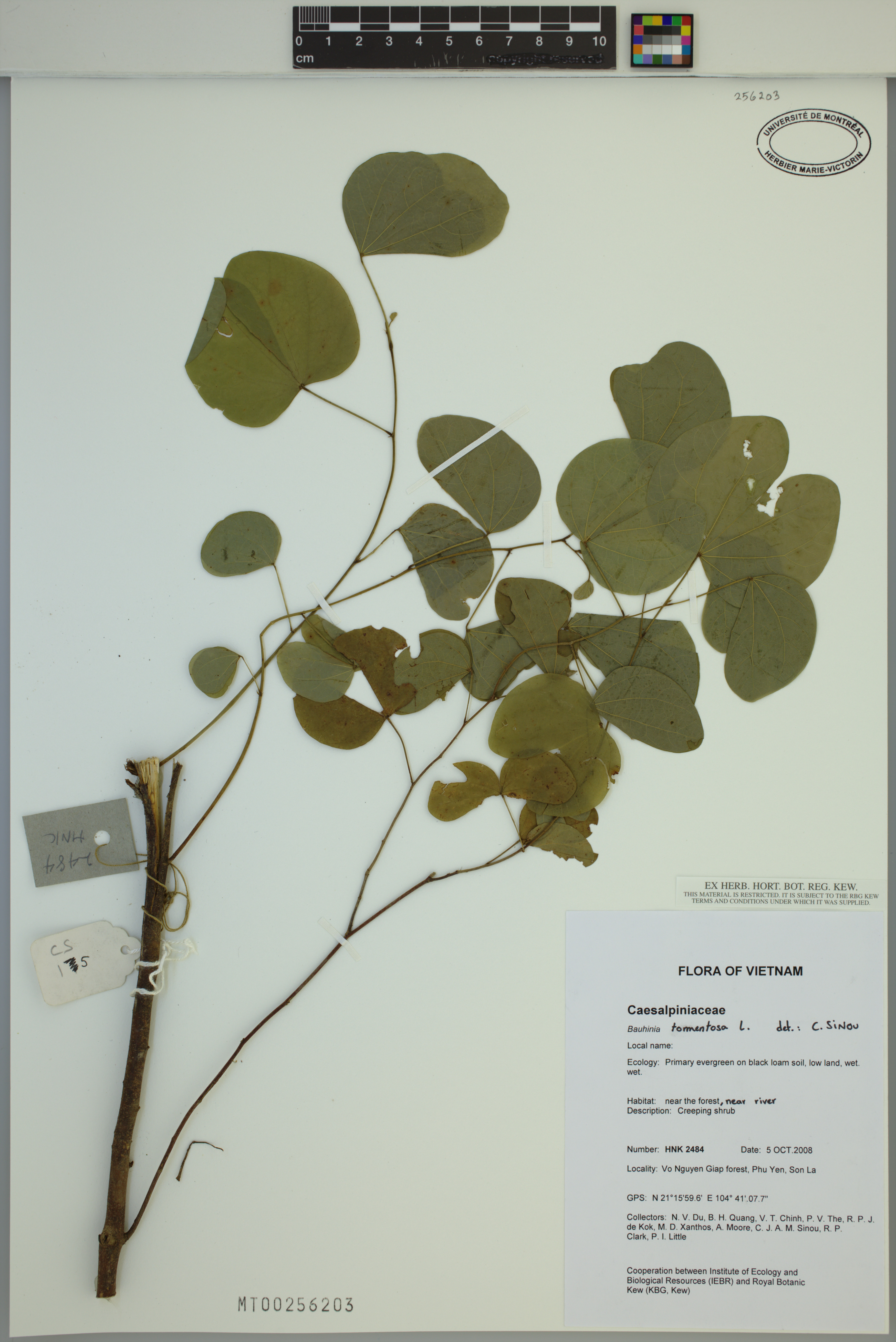 Bauhinia tomentosa (Bauhinia tomentosa)