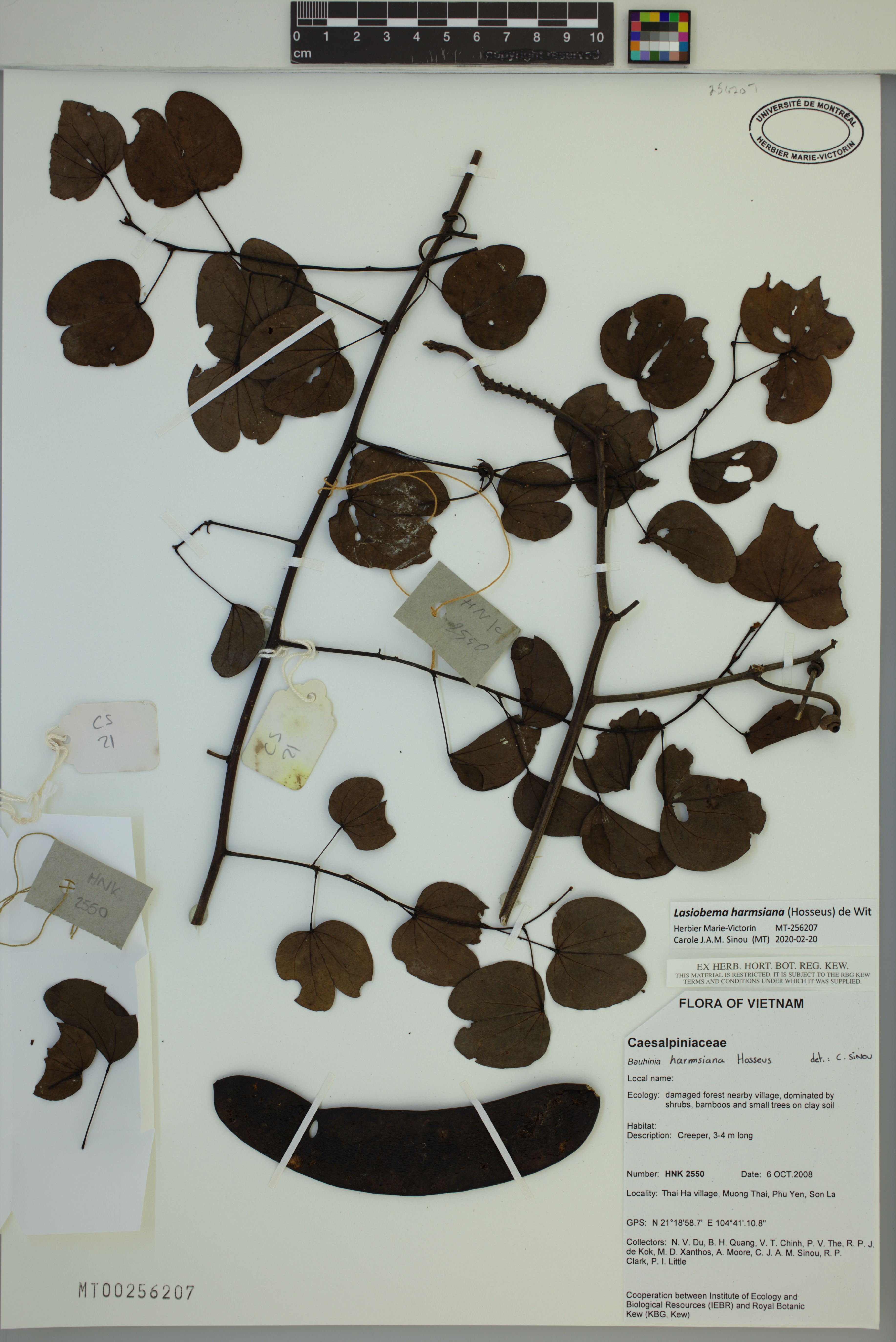 Phanera harmsiana (Phanera harmsiana)