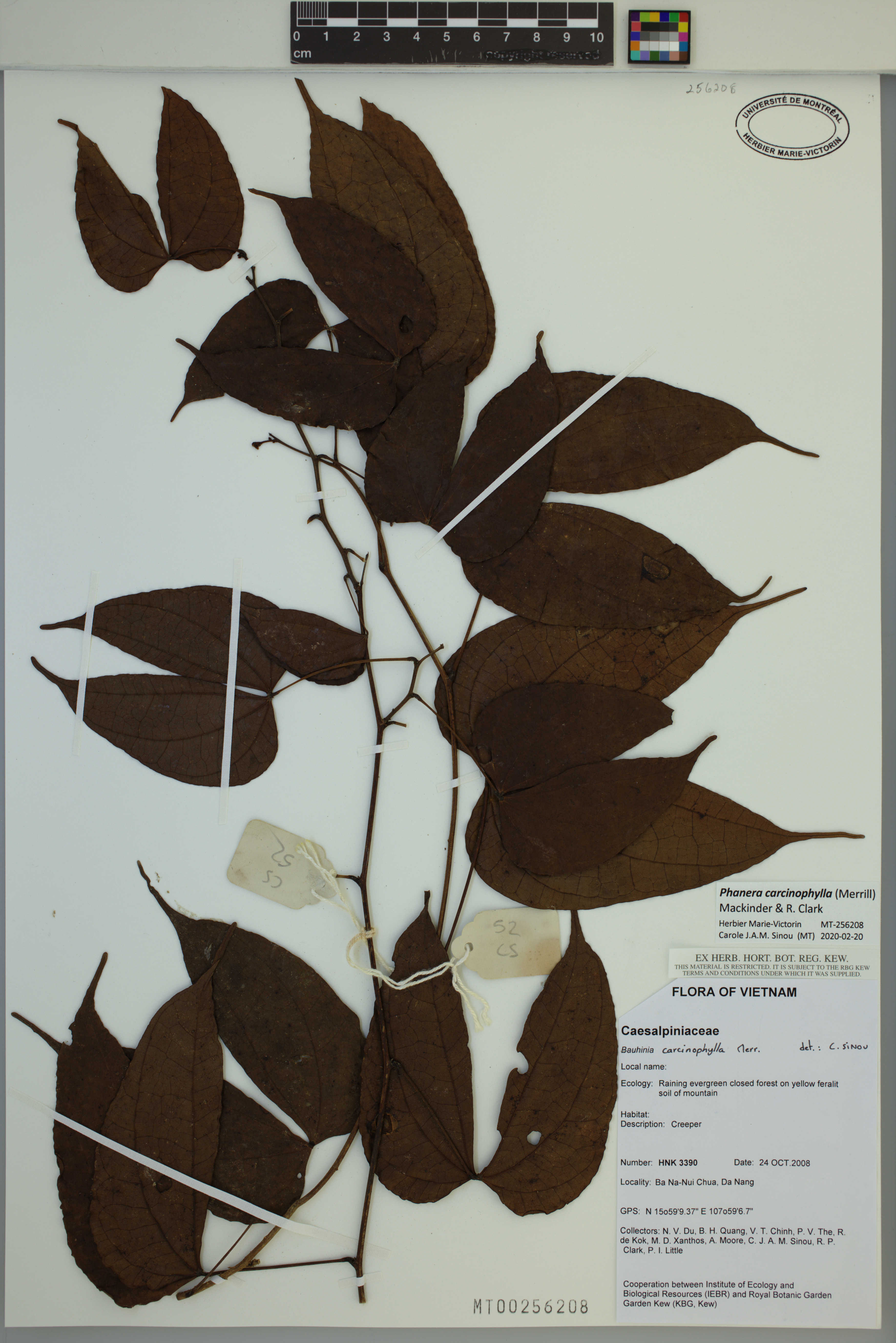 Phanera carcinophylla — ảnh 3