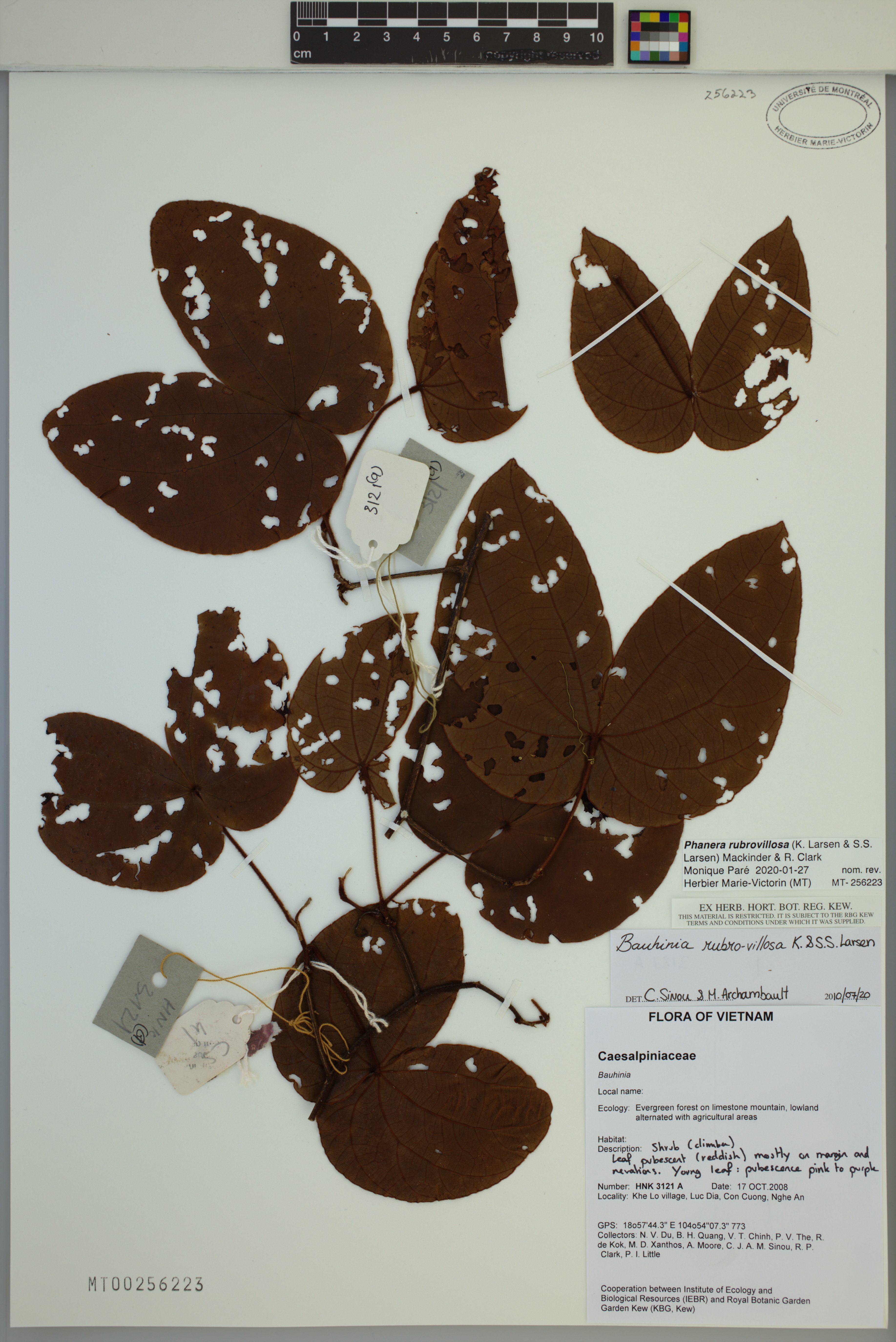 Phanera rubrovillosa — ảnh 2