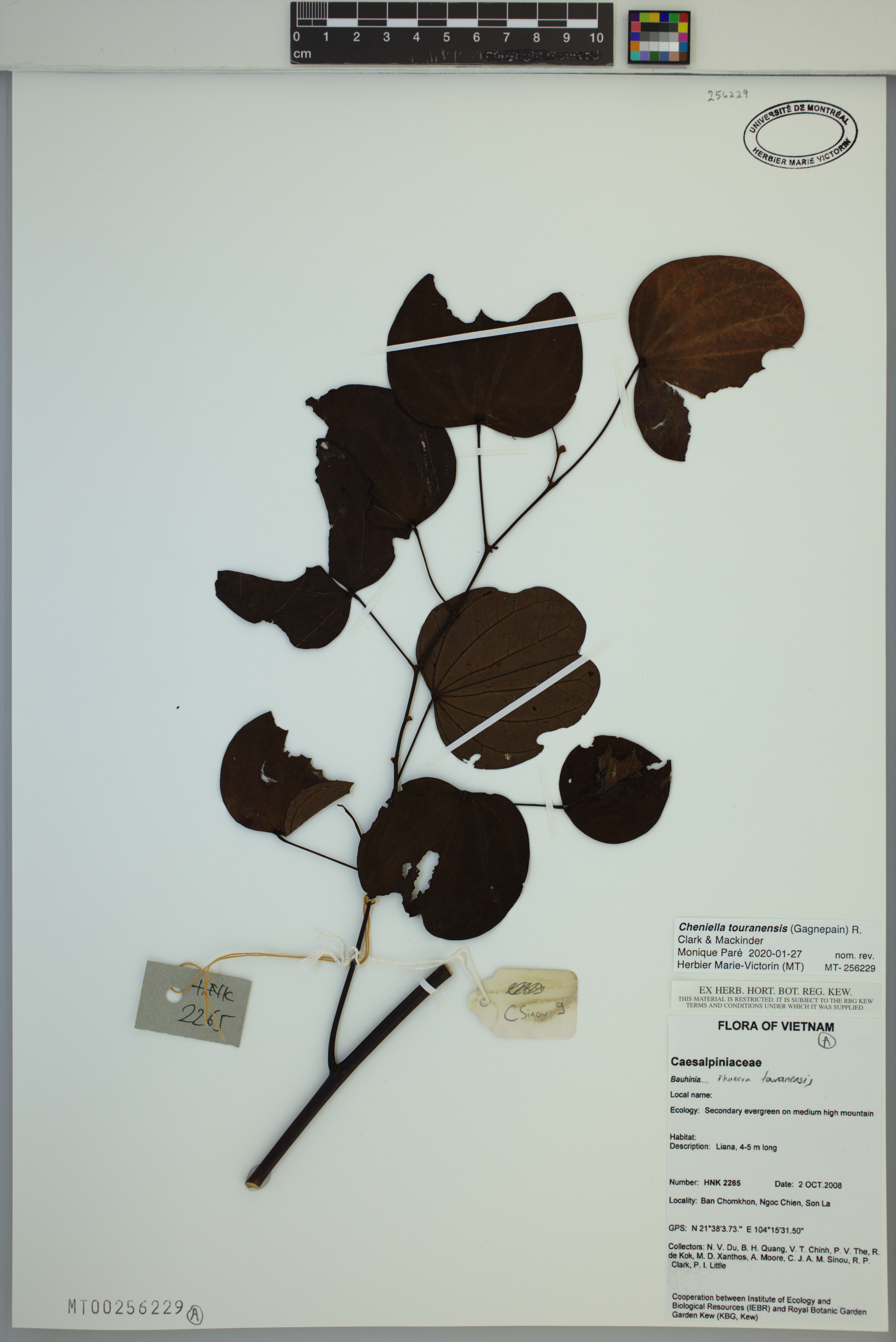 Cheniella touranensis — ảnh 3