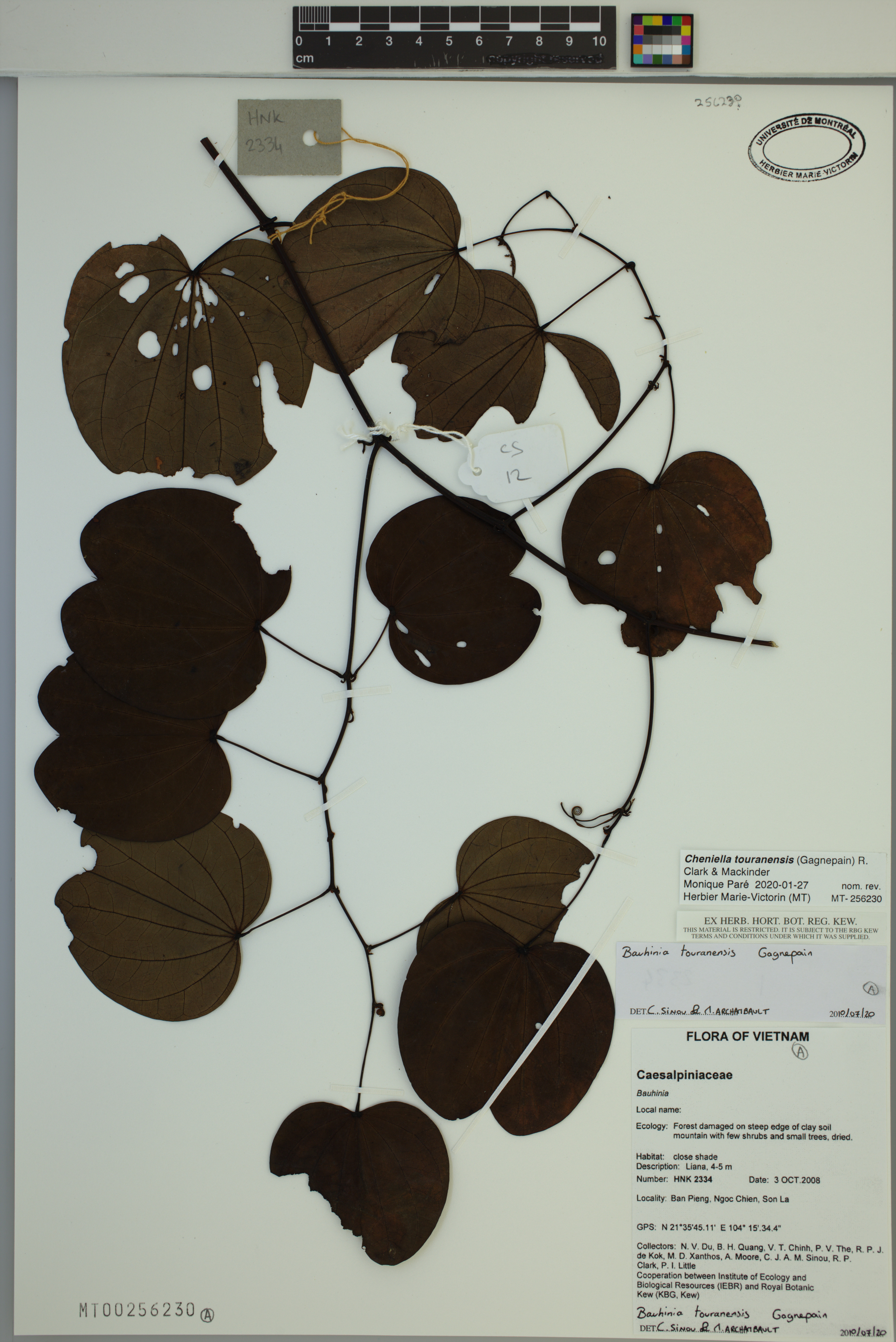 Cheniella touranensis (Cheniella touranensis)