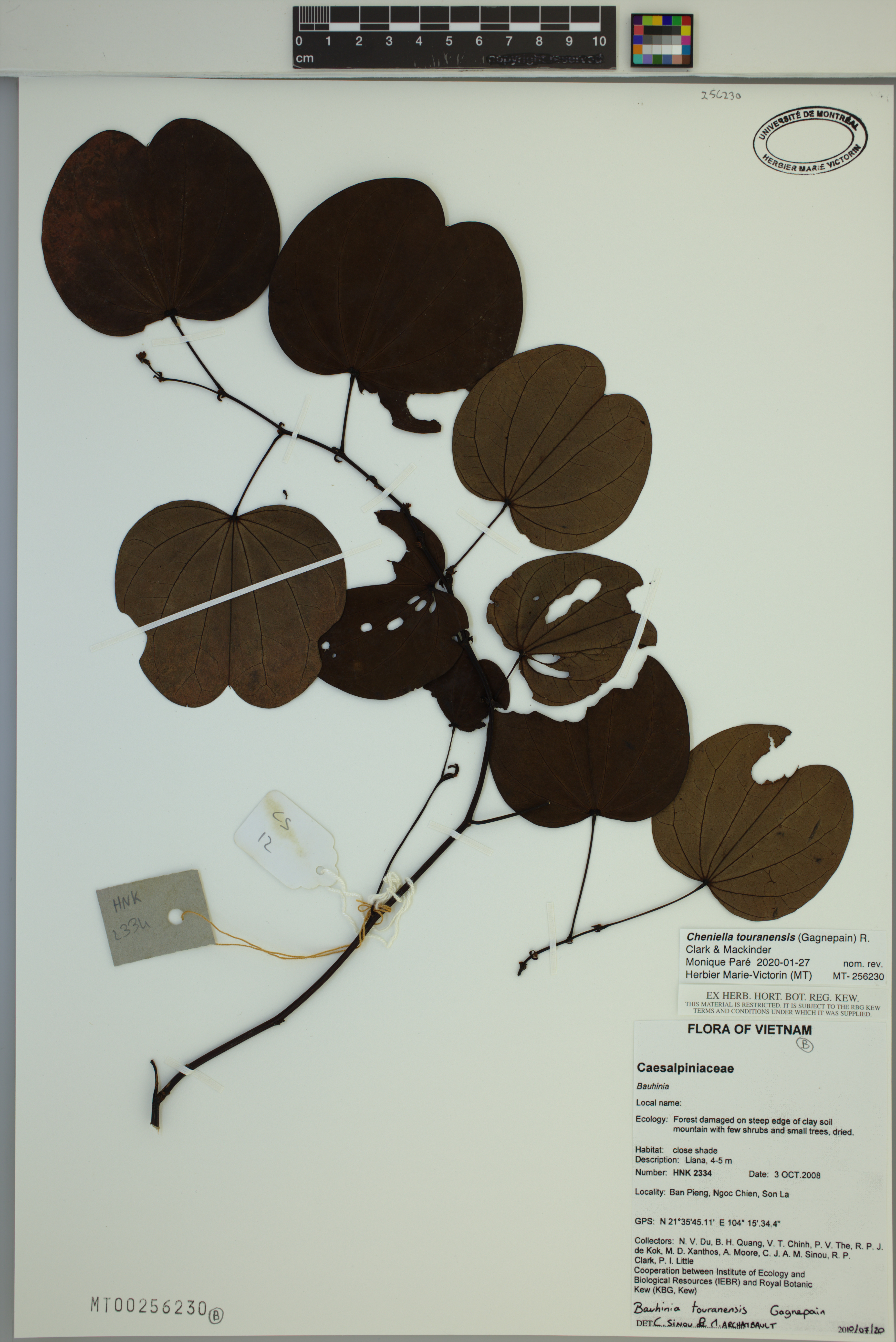 Cheniella touranensis — ảnh 2