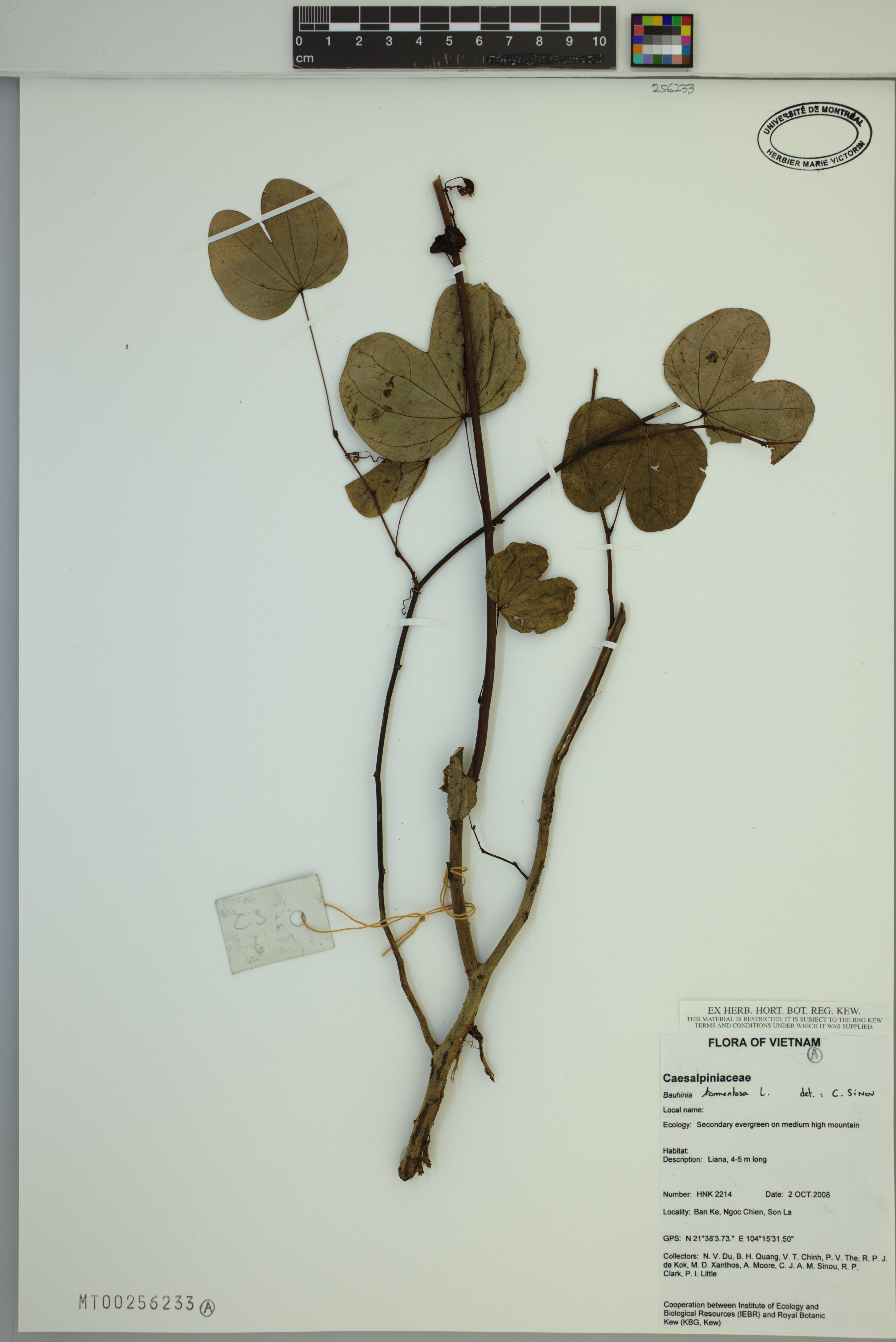 Bauhinia tomentosa — ảnh 2