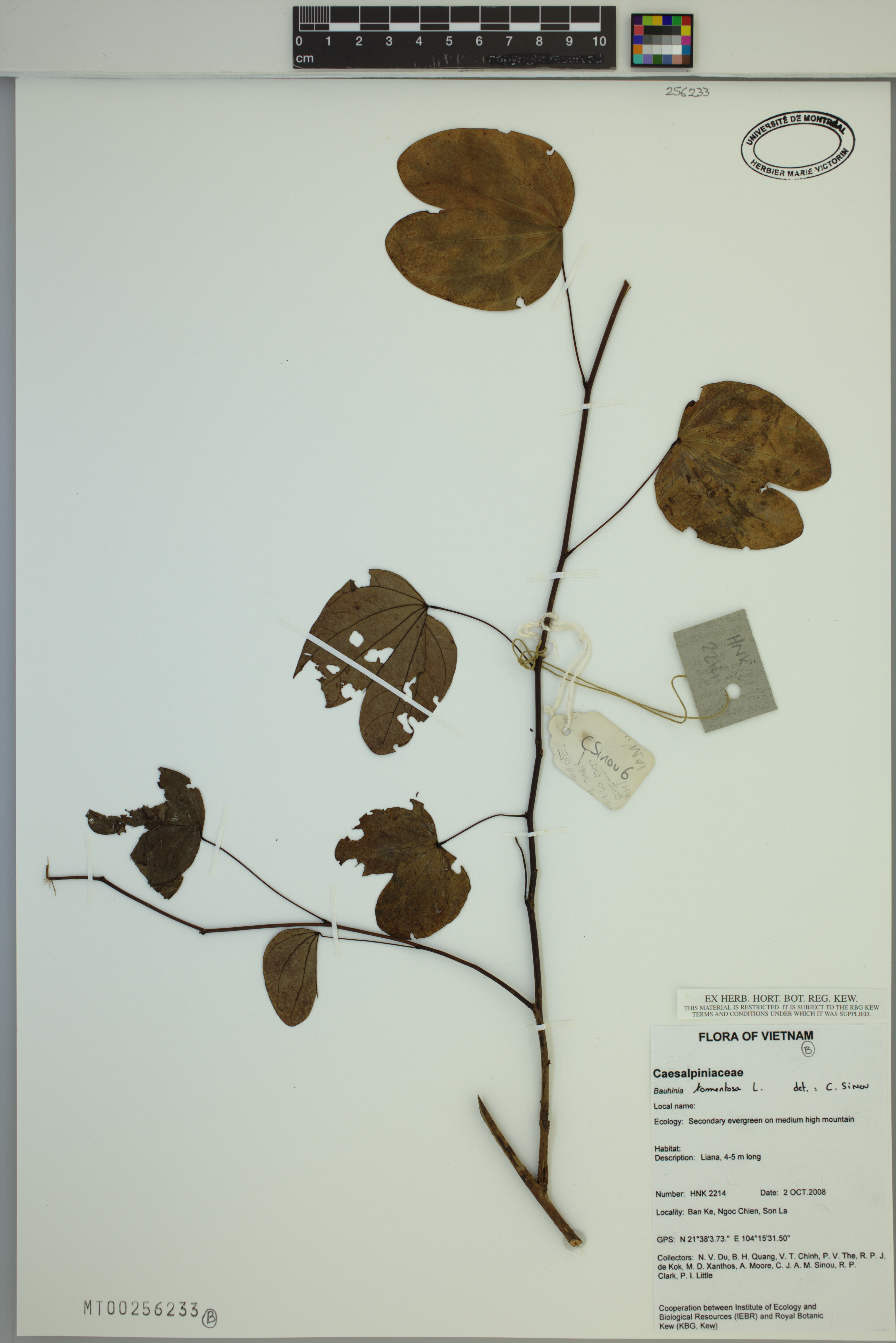 Bauhinia tomentosa — ảnh 3