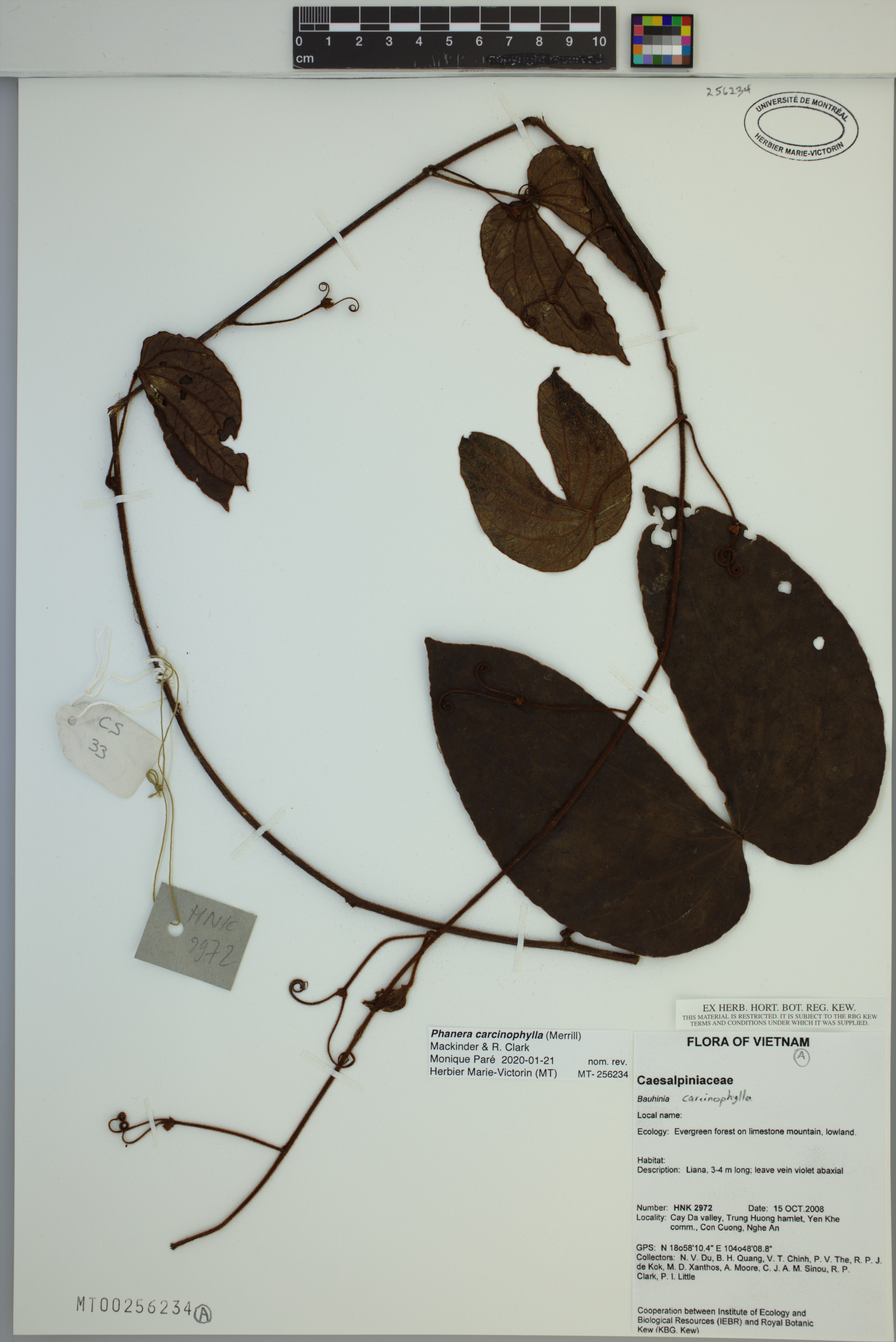 Phanera carcinophylla (Phanera carcinophylla)