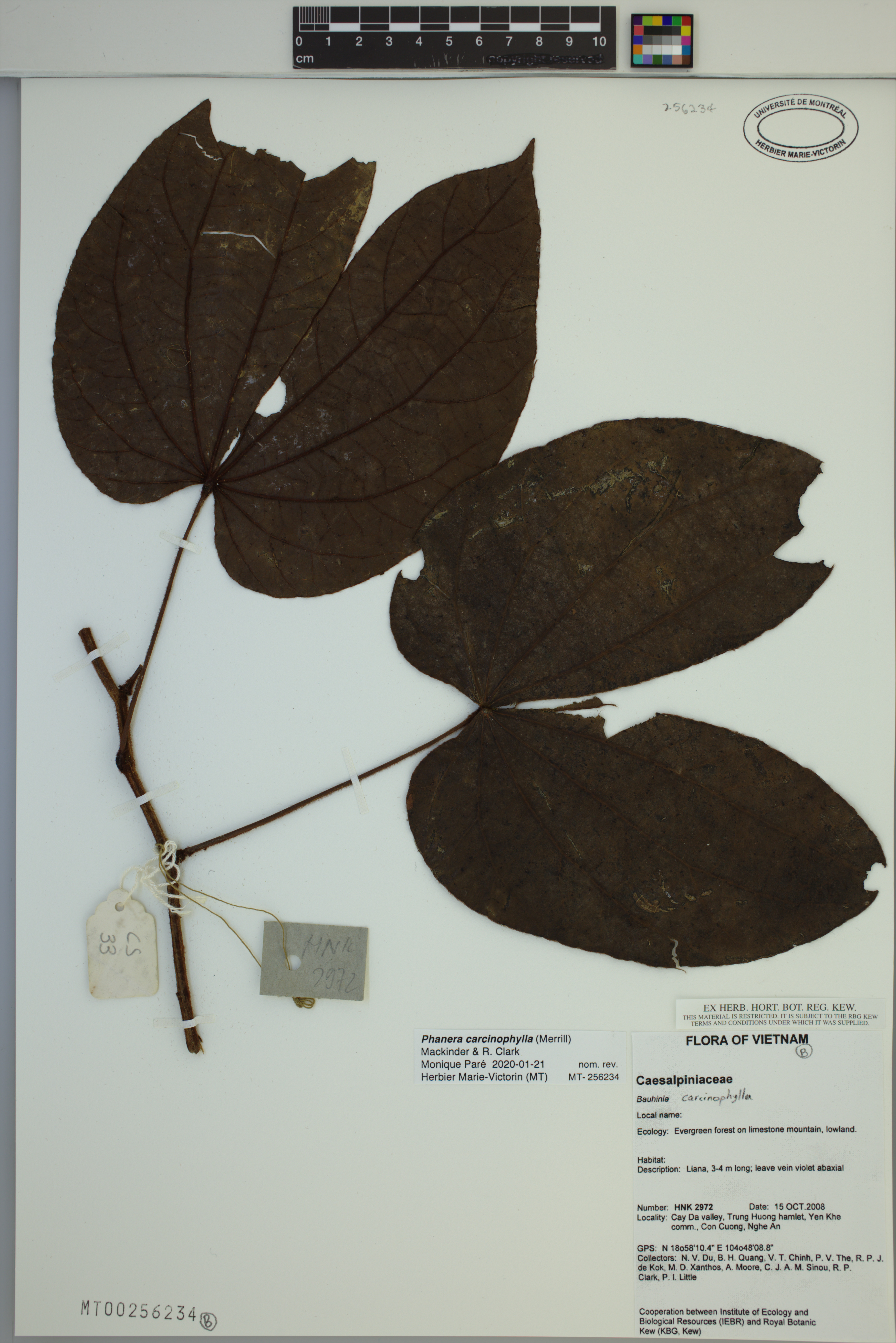 Phanera carcinophylla — ảnh 2