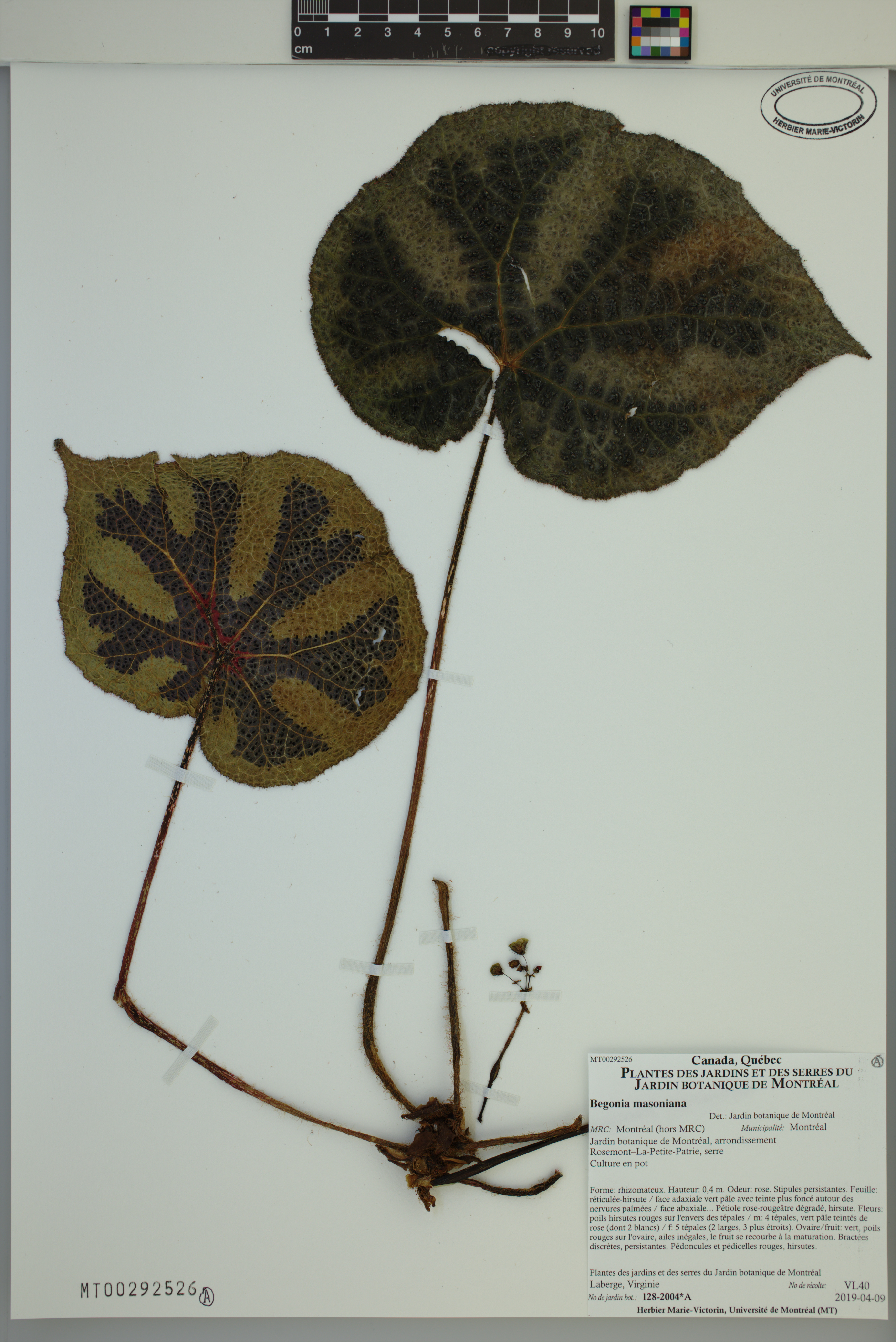 Begonia masoniana