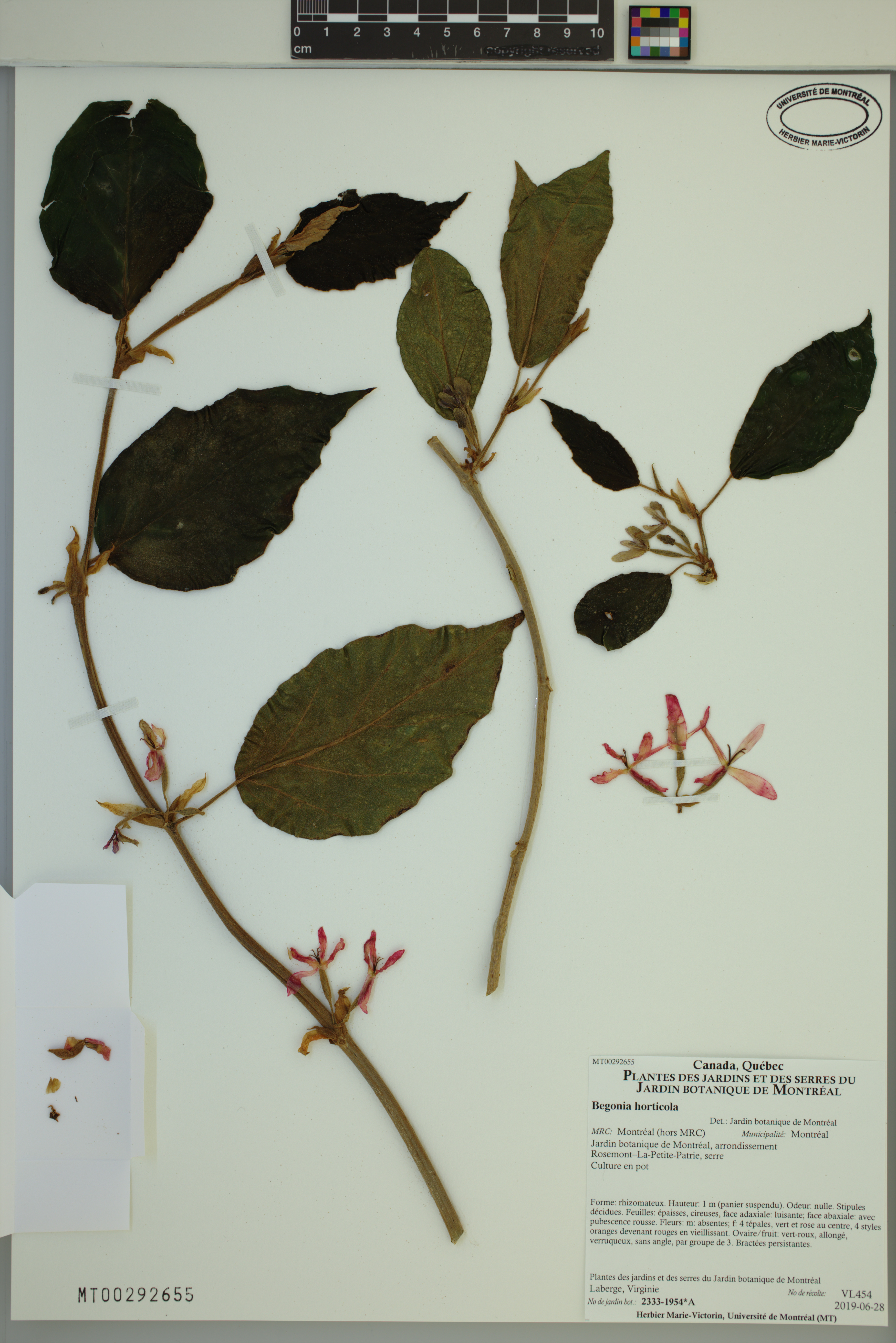 Garden begonia
